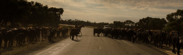 Droving on the Long Paddock