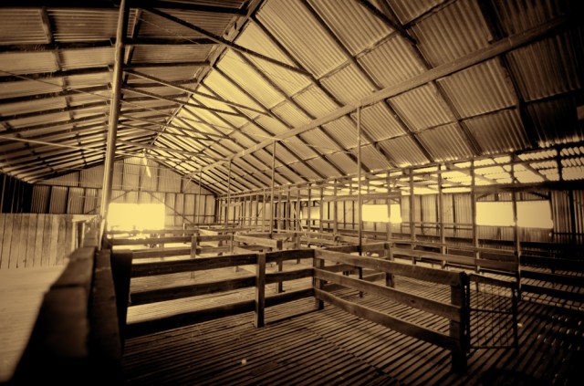 The old shearing shed, Yanga homestead