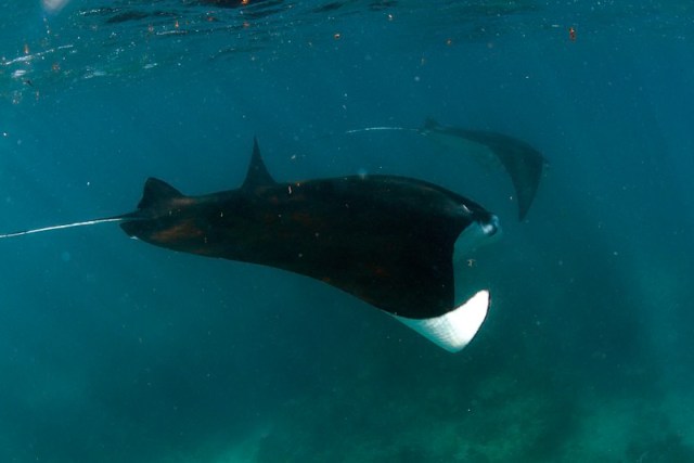Manta Ray