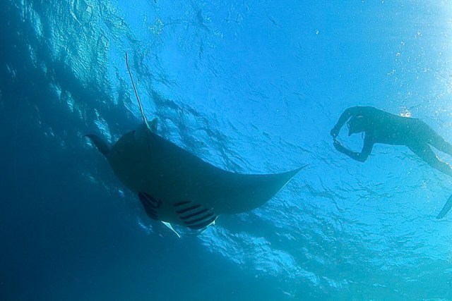 Manta Ray