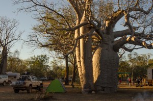 Once a jolly traveller camped by a billabong, under the shade of a boab tree ..what, wrong lyrics ?