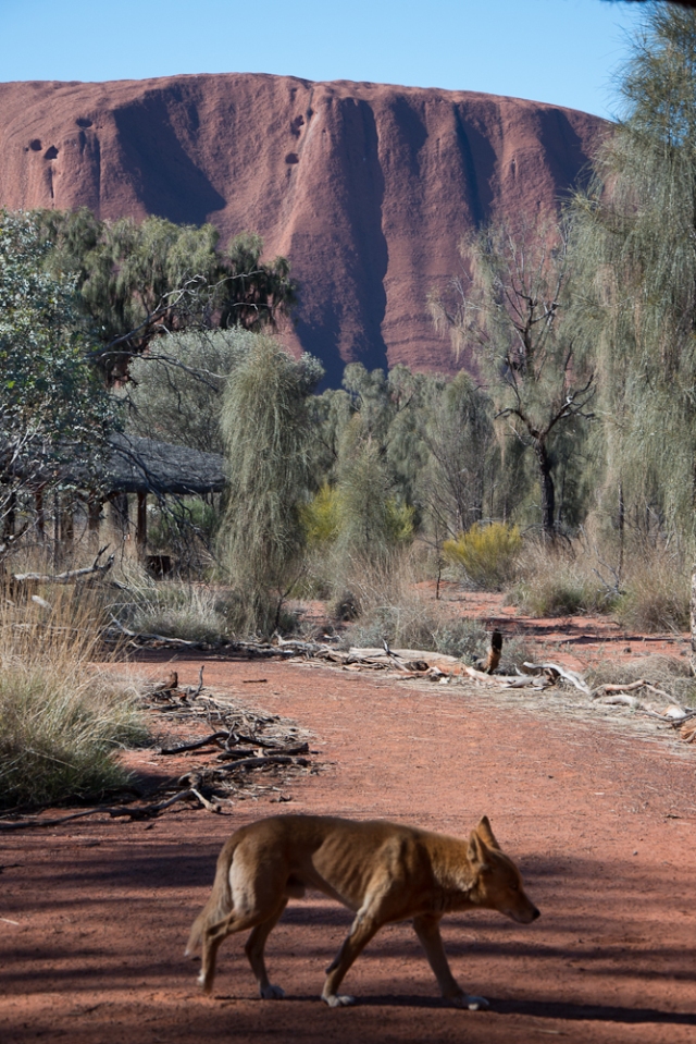 A dingo looking for a feed at Uluru