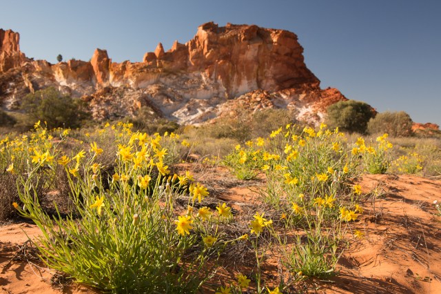 Golden Everlasting Daisies at Rainbow Valley