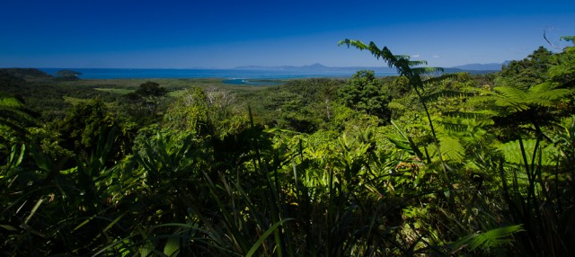 Daintree rainforest, North Queensland