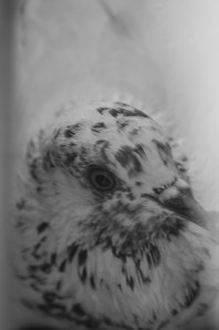 pigeon-2