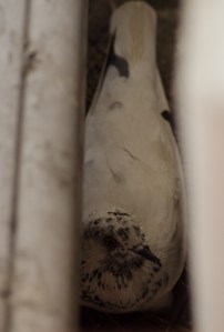 pigeon-3