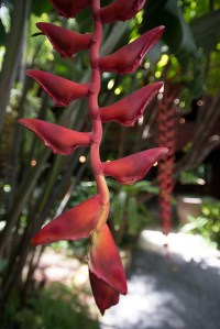 jim-thompson-house-6