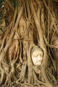 The famous 'Buddha head in a tree"