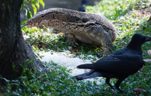 Tyrannosaurus scavengerus