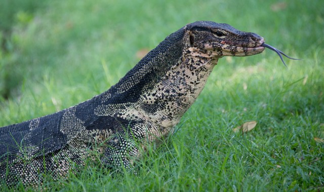 One of the resident monitor lizards of Lumphini park