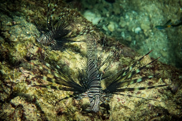 lionfish-3