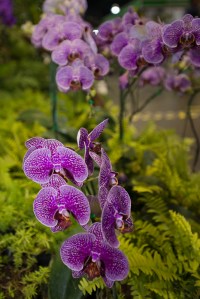 orchid show-13