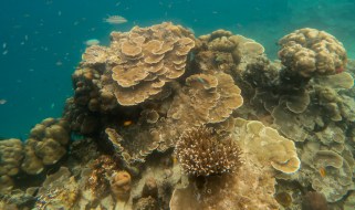 mergui_snorkel_trip-29