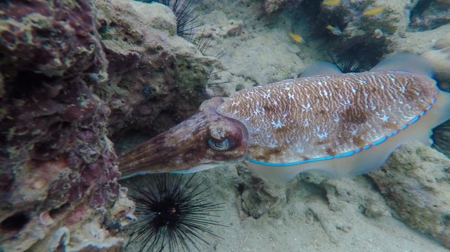 mergui_snorkel_trip-38