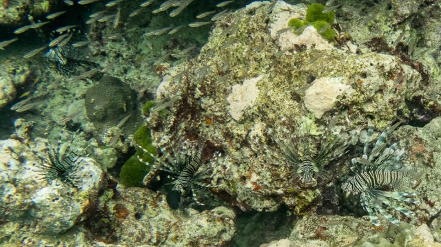 Snorkel_Similans_Mar2018-17