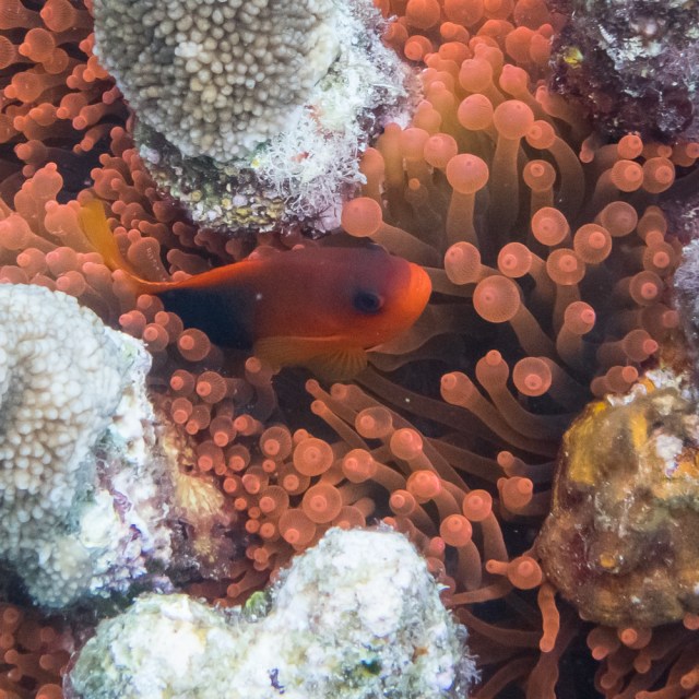 Snorkel_Similans_Mar2018-30