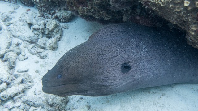 Snorkel_Similans_Mar2018-32
