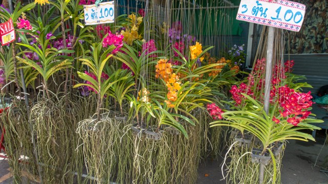 plant market-2