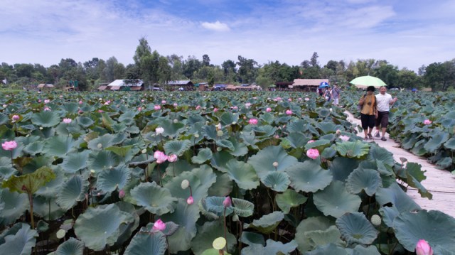 Lotus_field (1 of 9)