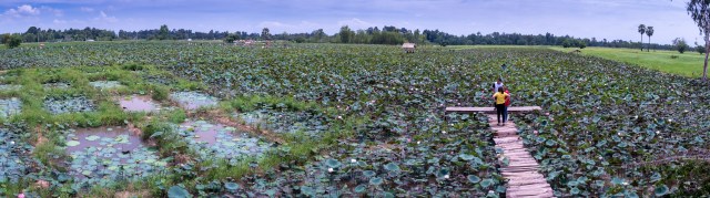 Lotus_field-pano (1 of 1)